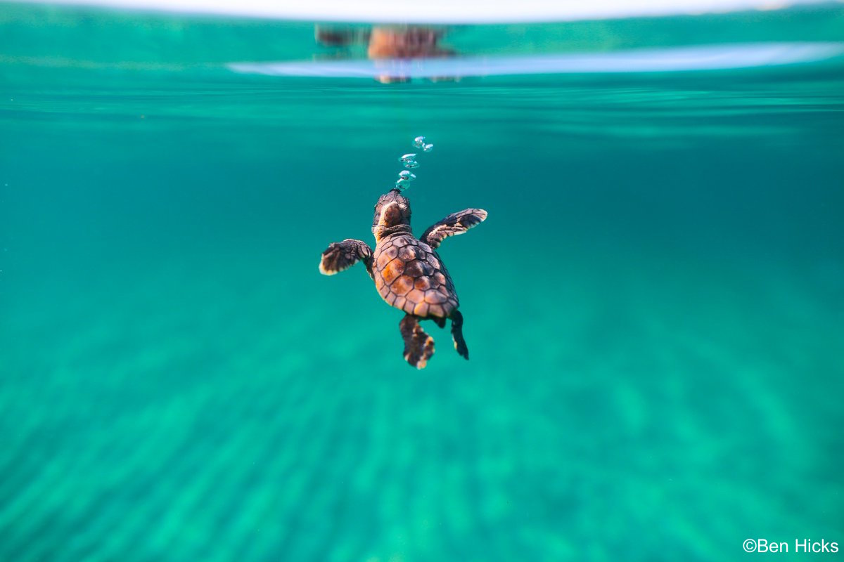 OurOcean's tweet photo. No matter what happens, just keep your head up 🐢 https://t.co/kNplyYCs64