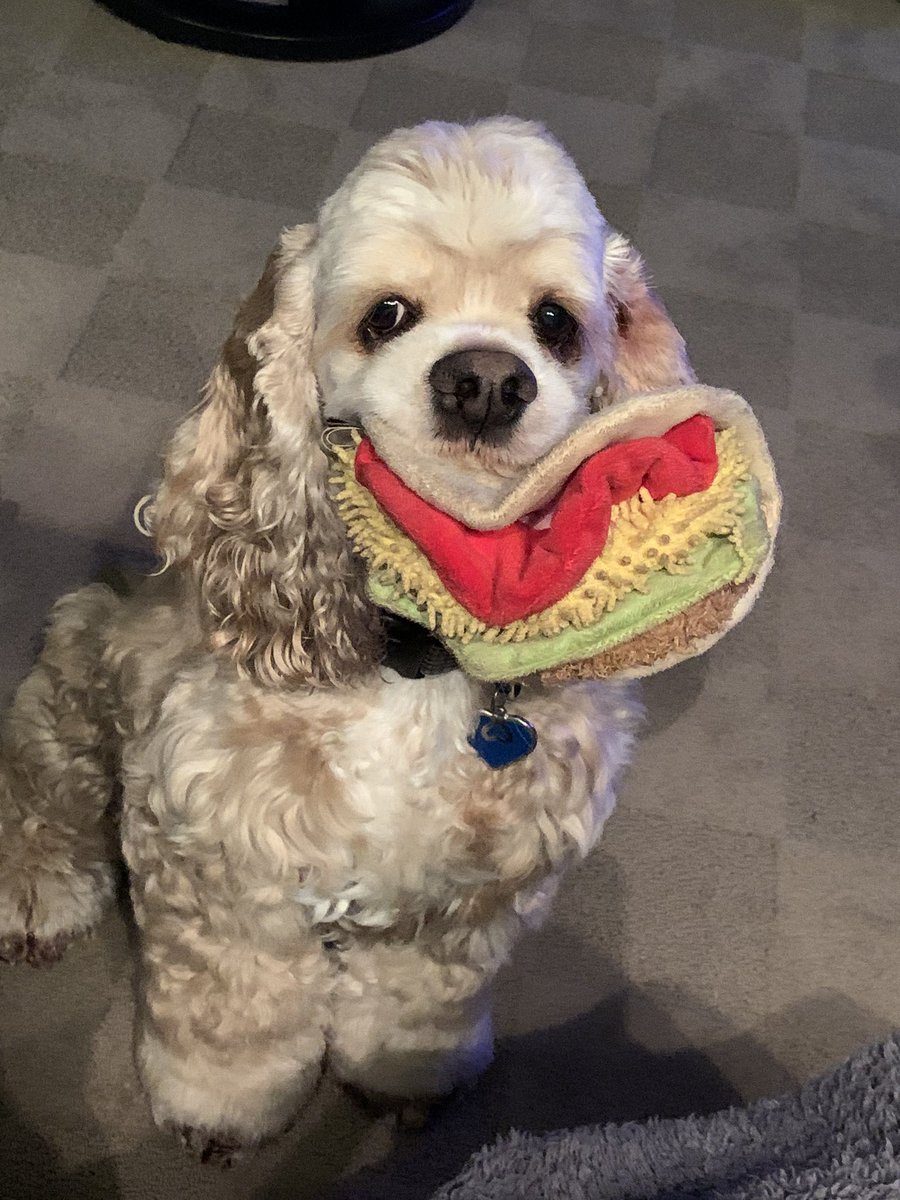 thisisgayle's tweet photo. @MorningBrew Benson loves tacos https://t.co/N4iiUWFxAX