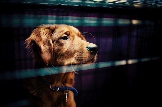 Dogkora1's tweet photo. #goldenretriever #life

#dog #loves #photography #pose⠀⠀⠀⠀
Visit: https://t.co/e6fOctRoCn⠀⠀

#fun #clickoftheday #pet #MyPePo #mypet https://t.co/v5bCYGvTJX