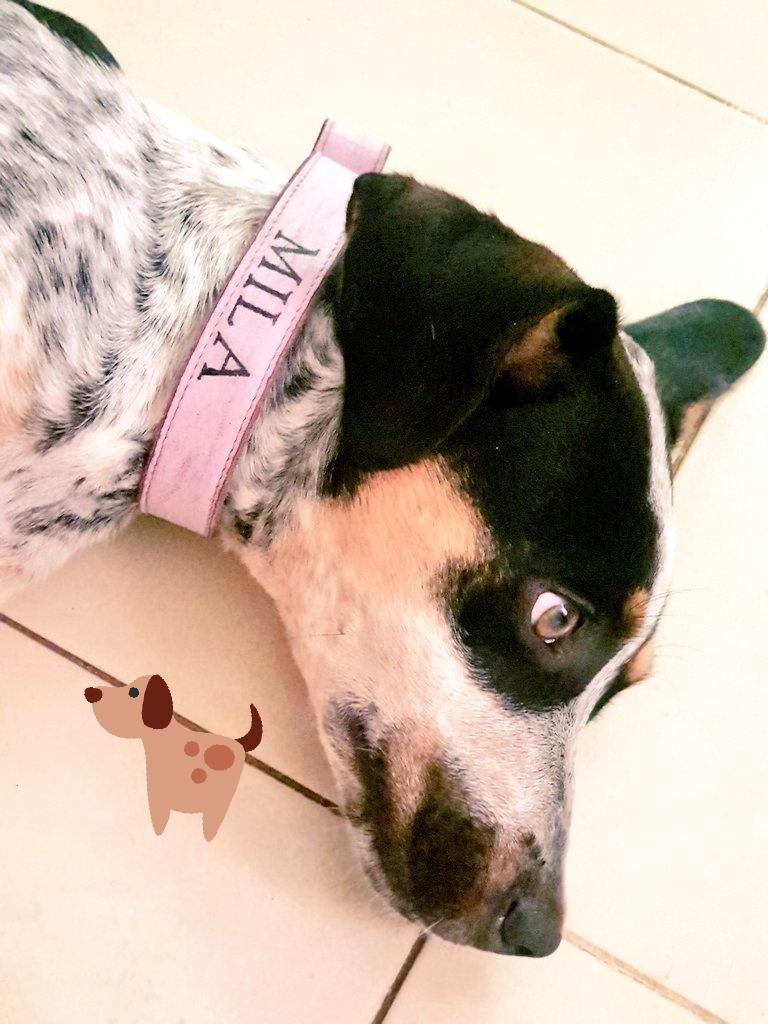 Dia mundial de los perros #mila #DiaMundialDelPerro