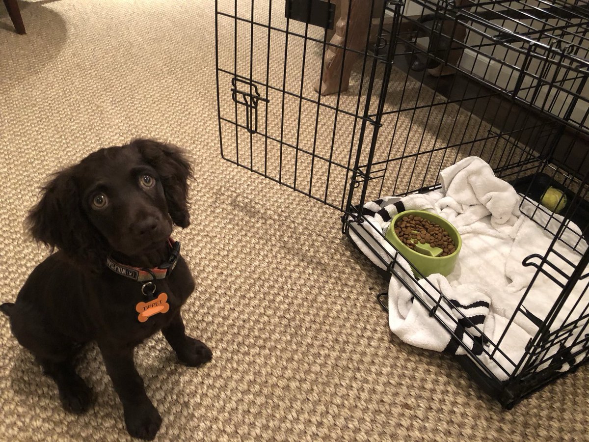 mmnellen's tweet photo. Hey @mrronclark_, it’s not a surprise, but T is loving your STEM camp this week! We also have lost all access to our back door in hopes that his #RubeGoldbergMachine effectively feeds Tippet a treat as she “kennels up.” Very “TBD” at this point, but full engagement for sure! https://t.co/jDAfZY8Av9