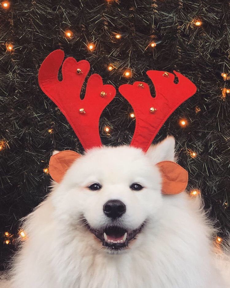 perritos_qctd's tweet photo. Faltan 157 días para Navidad 
Yo: https://t.co/XiSusRePoq