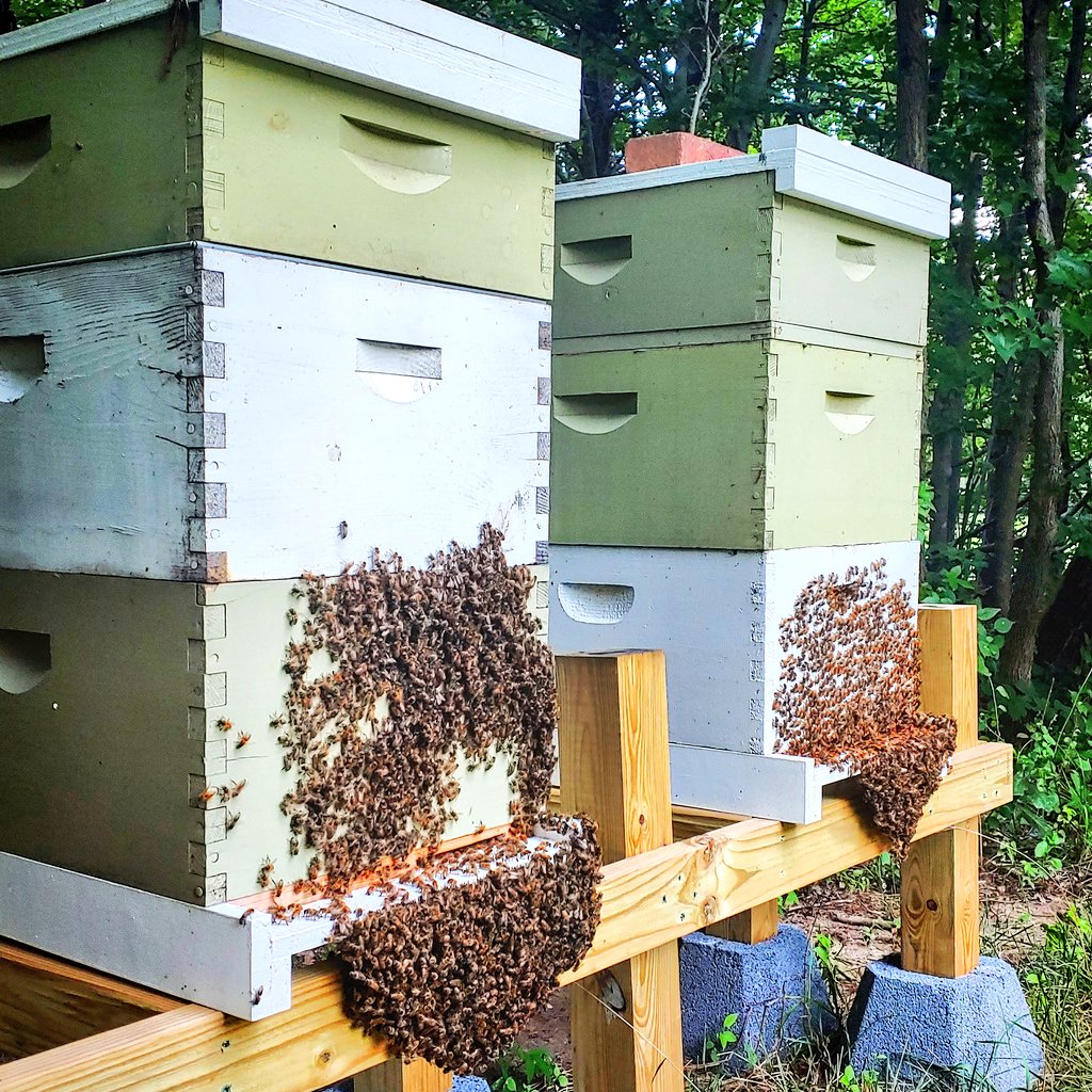 chebert13's tweet photo. It's hot AF out and my bees are letting me know. Love these hard working ladies. ππ #ChefChrisFD #BackyardBeeKeeper #Honey #HoneyBees https://t.co/42b7B0aaeU