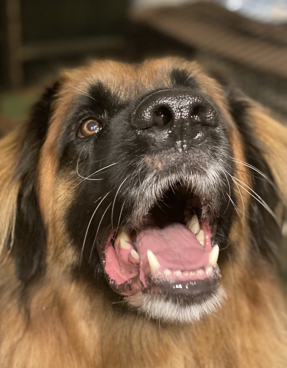 deanneshead's tweet photo. Always fun visiting friends with cute fur babies ❤️ #bearcoatsharpei #leonberger #newfoundland doggies https://t.co/DDyqOOdonM