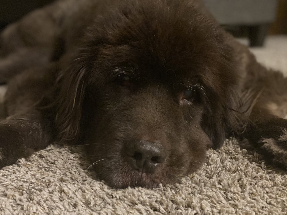 deanneshead's tweet photo. Always fun visiting friends with cute fur babies ❤️ #bearcoatsharpei #leonberger #newfoundland doggies https://t.co/DDyqOOdonM