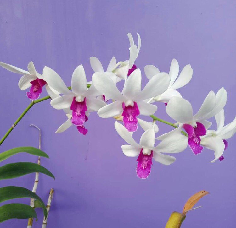 thomas_ai12's tweet photo. Don't compare her to sunshine and roses when she's clearly orchids and moonlight 💜💜💜 —Melody Lee 

#orchids #dendrobiumorchids https://t.co/jc6kxj2uXY