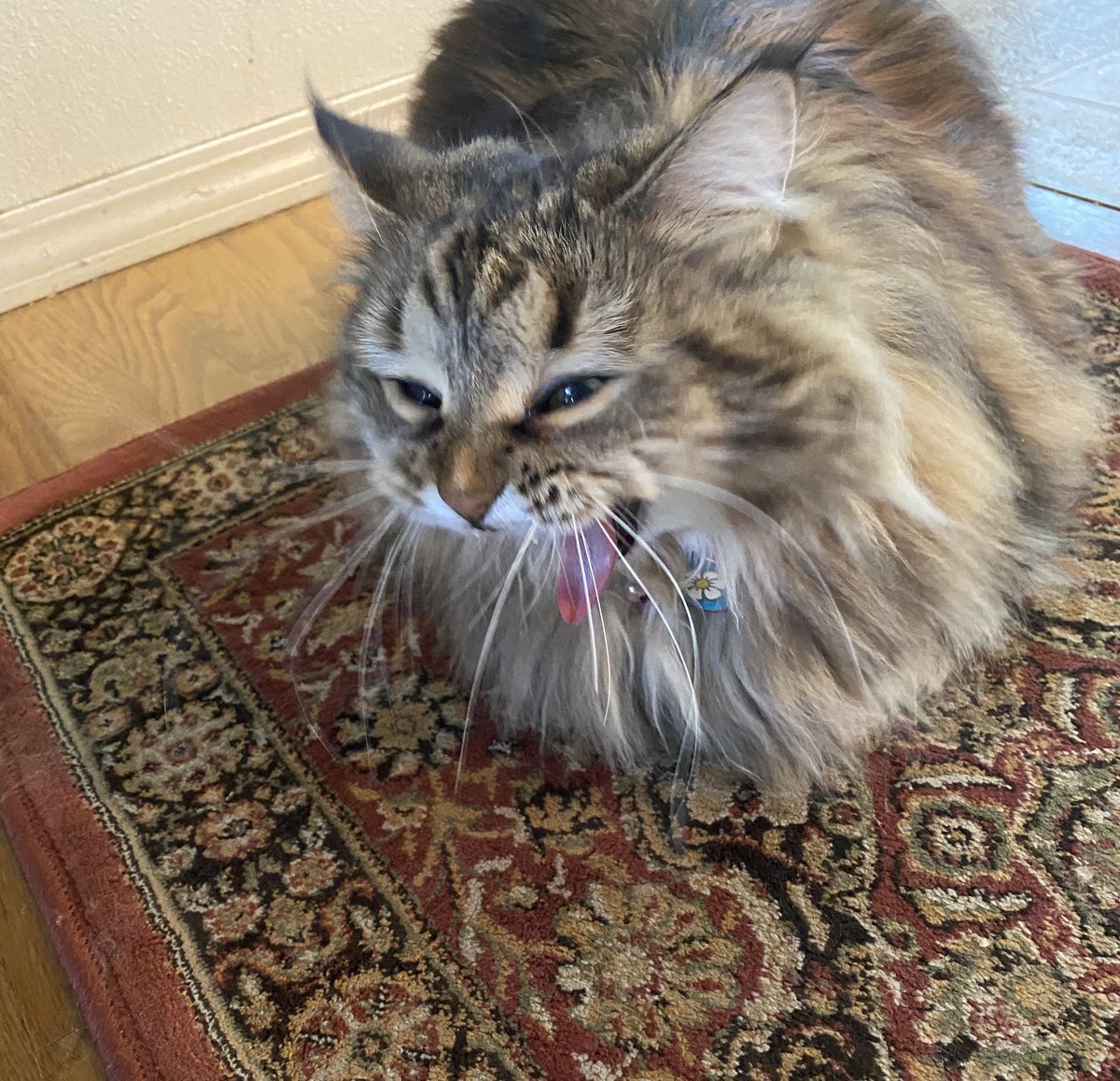 Olive73522939's tweet photo. What do you think of this on #TongueOutTuesday ? I think I look scary and fierce but human says I am just having a little yawn! I am also camoflaged in with the rug so can you even see me? 

#cat #CatsOfTwitter #CatsOnTwitter #siberian #Olive #yawn #Kitty #scarycat #fiercecat https://t.co/OOmjg2xHGt