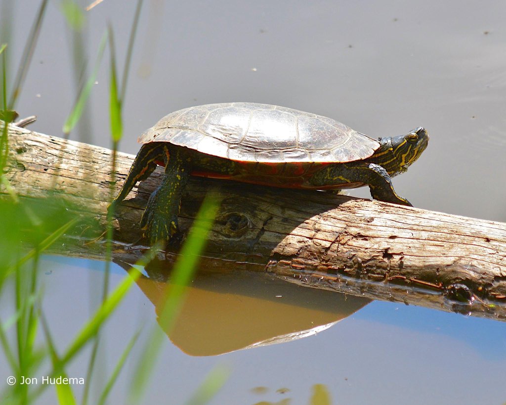 ikakamoon's tweet photo. Turtle Island aye! https://t.co/qUotHWJ6oa