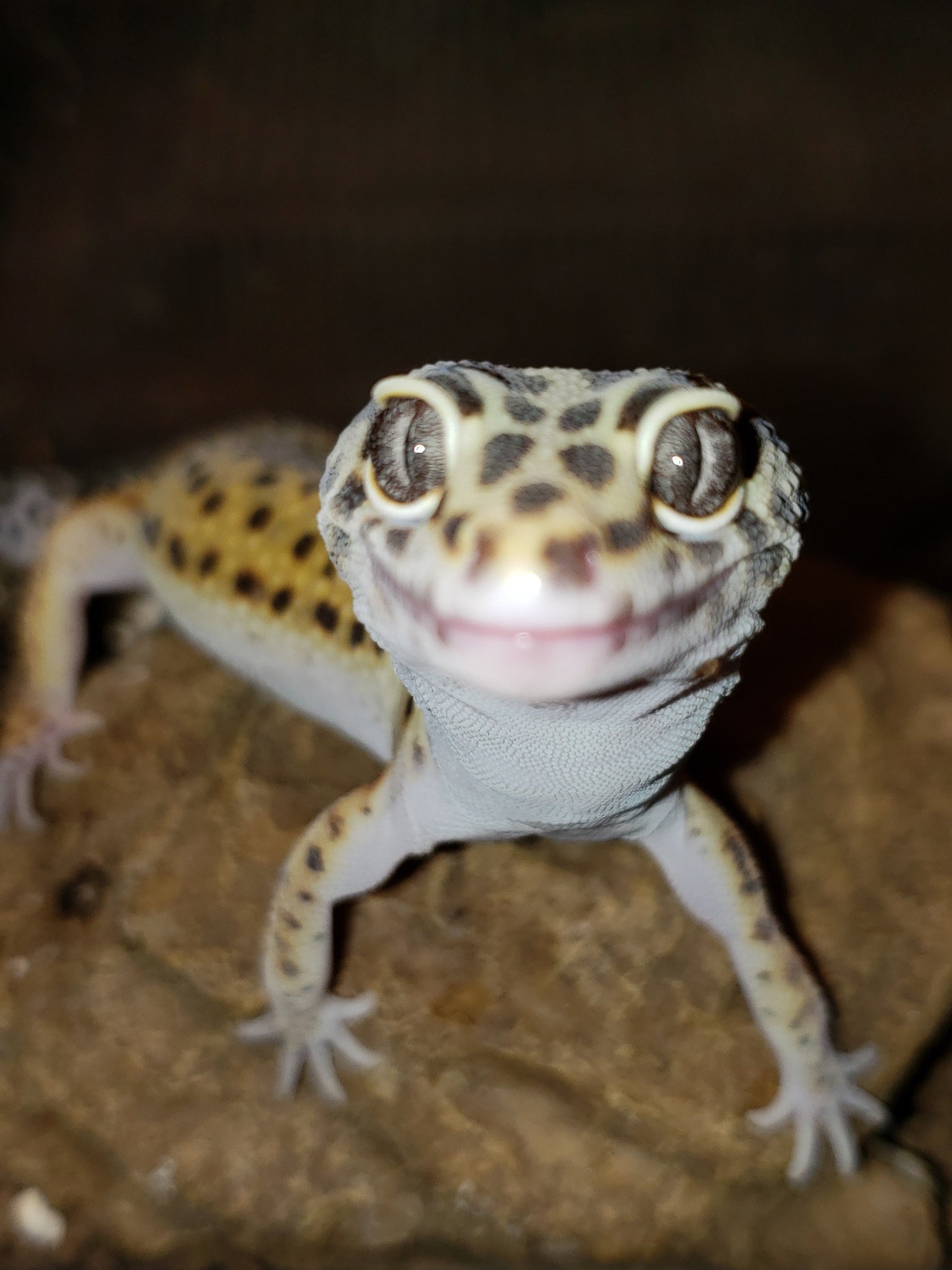 しず uk93gc8srbm9v Twitter