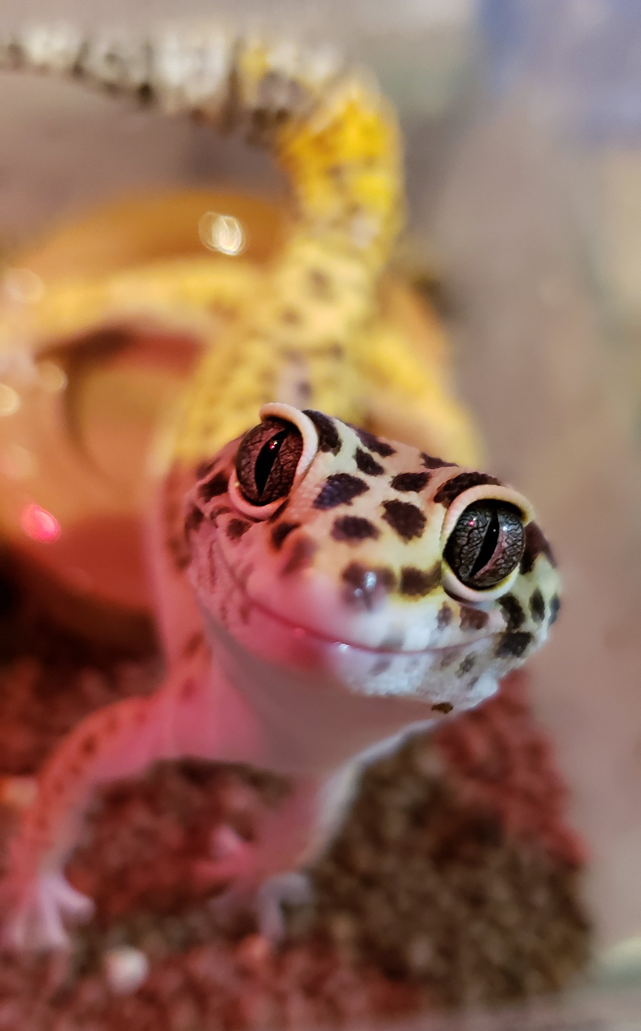 しず uk93gc8srbm9v Twitter