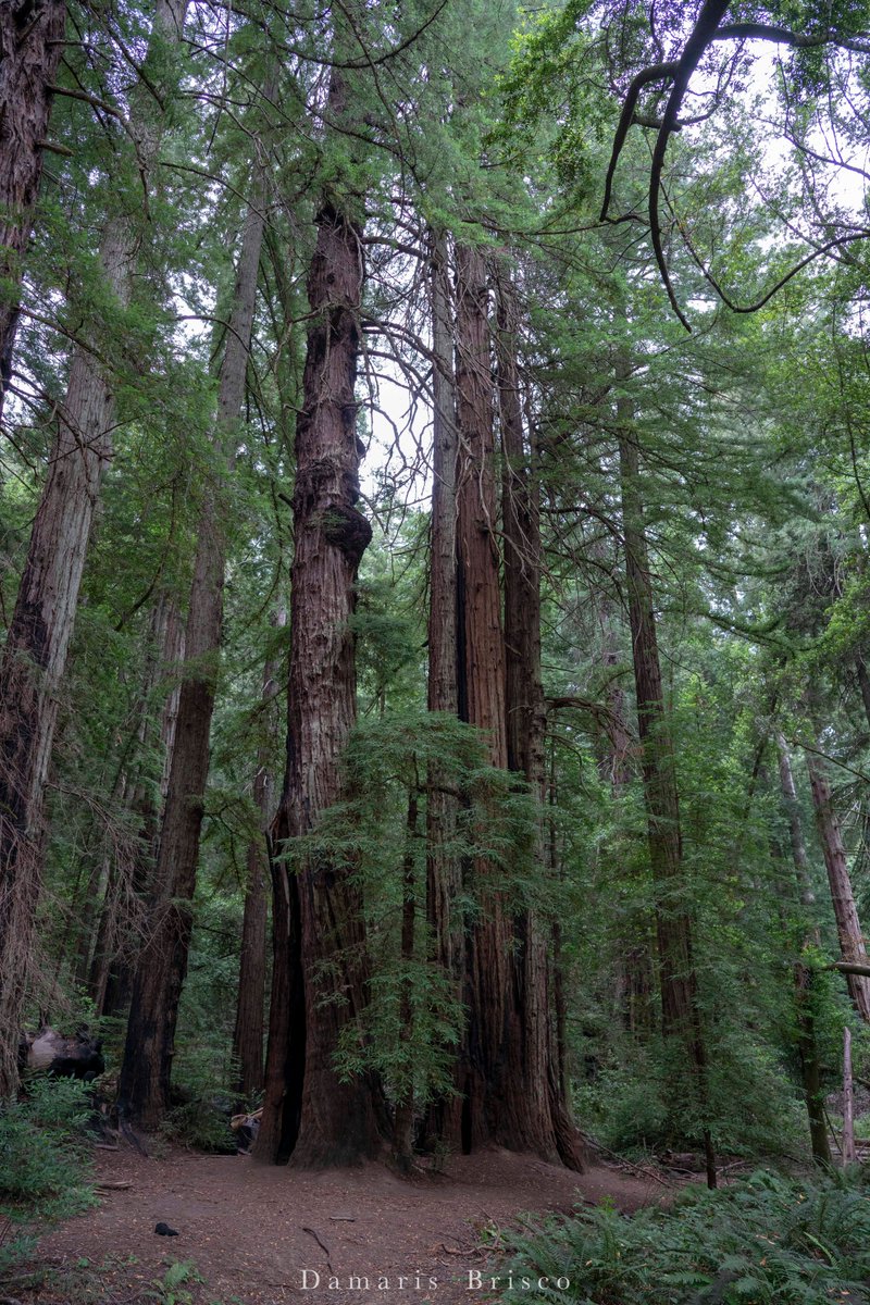 Did you know that, in addition to being the tallest and handsomest of trees, Coast Redwoods are also the cleverest? It's true! Let's take a look at one of the many ways these trees are oh so smart...