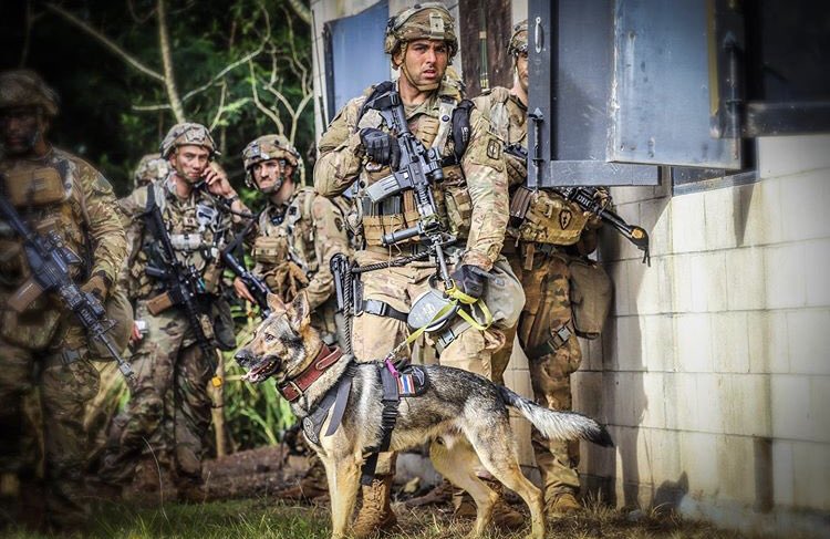 MWD_News's tweet photo. SPC Peterson and MWD Tomi, a Patrol Explosive Detector Dog (PEDD) team from the 520th Military Police Detachment have been an integral asset during #LightningForge20 . Directly supporting the Gimlets, the PEDD team has actively contributed to mission success through their (contd) https://t.co/yv9iLkCBTO