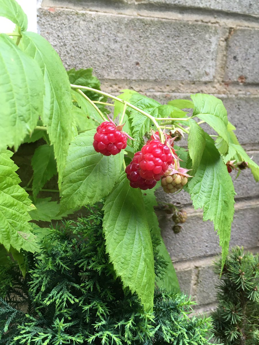 Jan_Lentzos's tweet photo. The Raspberries have been ripening...
On the little bush at the side of my house π
πβ€οΈπβ€οΈπβ€οΈπβ€οΈπβ€οΈ
#RaspberryBush #Raspberries #July #InOurGarden #FreshRaspberries #Garden #Fruit #GrowYourOwn #EatYourOwn #Berries #FreshFromTheGarden #HomegrownFruit #SoftFruit #SummerGarden https://t.co/KFOTxjYGJ2
