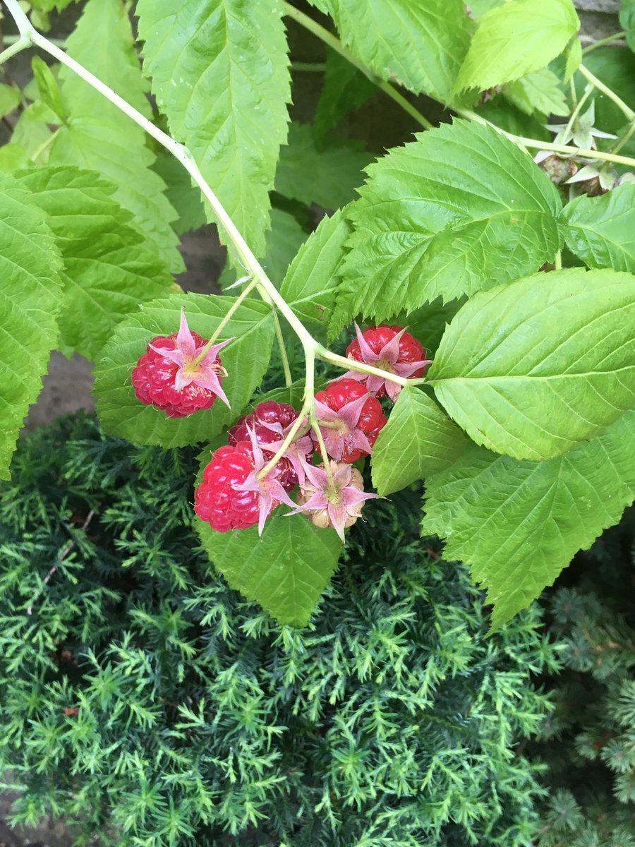 Jan_Lentzos's tweet photo. The Raspberries have been ripening...
On the little bush at the side of my house π
πβ€οΈπβ€οΈπβ€οΈπβ€οΈπβ€οΈ
#RaspberryBush #Raspberries #July #InOurGarden #FreshRaspberries #Garden #Fruit #GrowYourOwn #EatYourOwn #Berries #FreshFromTheGarden #HomegrownFruit #SoftFruit #SummerGarden https://t.co/KFOTxjYGJ2