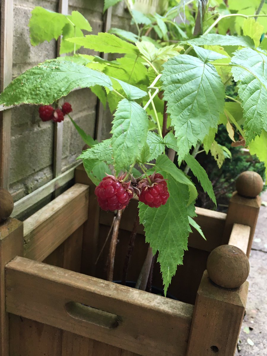 Jan_Lentzos's tweet photo. The Raspberries have been ripening...
On the little bush at the side of my house π
πβ€οΈπβ€οΈπβ€οΈπβ€οΈπβ€οΈ
#RaspberryBush #Raspberries #July #InOurGarden #FreshRaspberries #Garden #Fruit #GrowYourOwn #EatYourOwn #Berries #FreshFromTheGarden #HomegrownFruit #SoftFruit #SummerGarden https://t.co/KFOTxjYGJ2