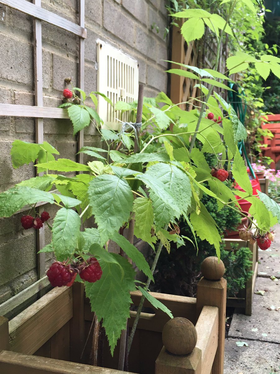 Jan_Lentzos's tweet photo. The Raspberries have been ripening...
On the little bush at the side of my house π
πβ€οΈπβ€οΈπβ€οΈπβ€οΈπβ€οΈ
#RaspberryBush #Raspberries #July #InOurGarden #FreshRaspberries #Garden #Fruit #GrowYourOwn #EatYourOwn #Berries #FreshFromTheGarden #HomegrownFruit #SoftFruit #SummerGarden https://t.co/KFOTxjYGJ2