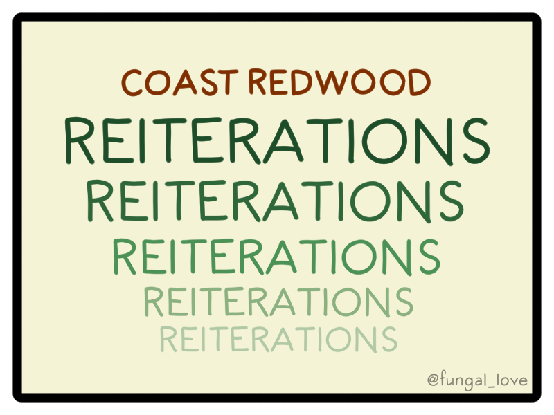 Reiterations! In botany, reiteration refers to the ability of certain kinds of trees to make clones of themselves *on* themselves - in other words, they're fractal! Coast Redwoods aren't the only trees who reiterate, but they are exceptionally good at it.