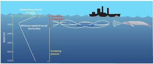 In an amazing display of natural engineering, some whale calls ring across the entire globe. The culprit is a layer of the ocean with minimal sound speed. Just like a fiber optic cable, sound refracts towards the low-velocity channel center, traveling long distances.11/n