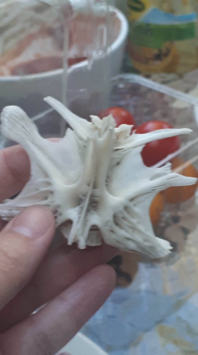 EChampagnePhD's tweet photo. A friend found this vertebrae on a beach (St. Lawrence river) and is asking me what it is... I’m no good at this. #Biotwitter, can you do your magic? https://t.co/sbQXQDhjgH