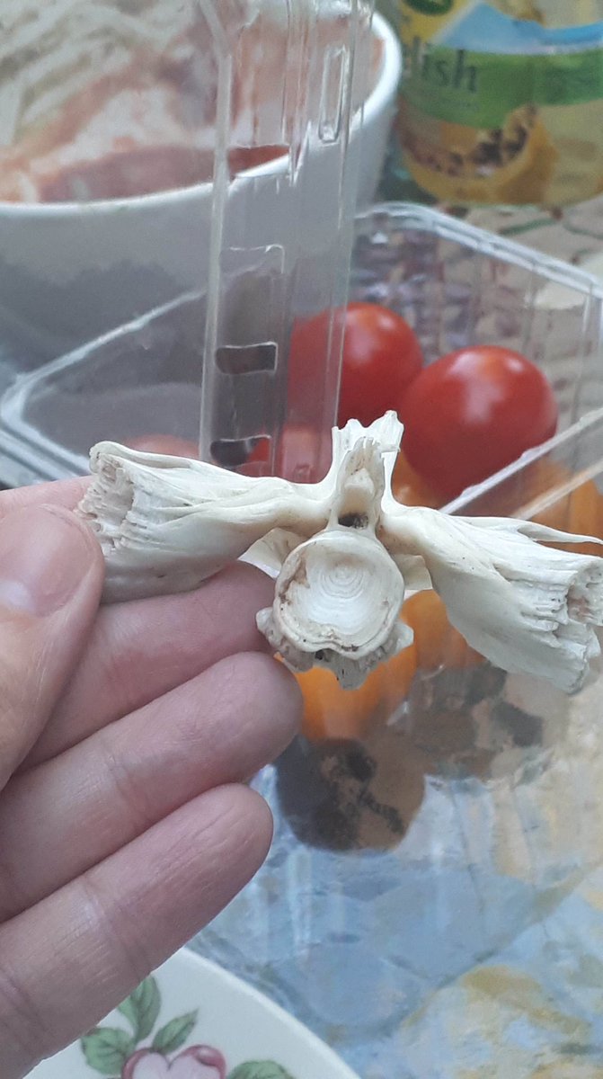 EChampagnePhD's tweet photo. A friend found this vertebrae on a beach (St. Lawrence river) and is asking me what it is... I’m no good at this. #Biotwitter, can you do your magic? https://t.co/sbQXQDhjgH