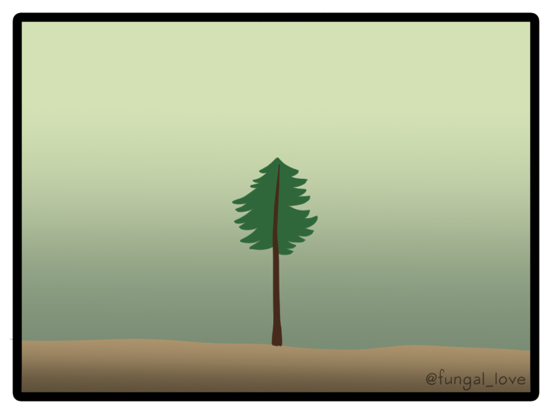 Here we have a young Coast Redwood tree with your "basic conifer" shape: a single trunk with horizontal or drooping branches.