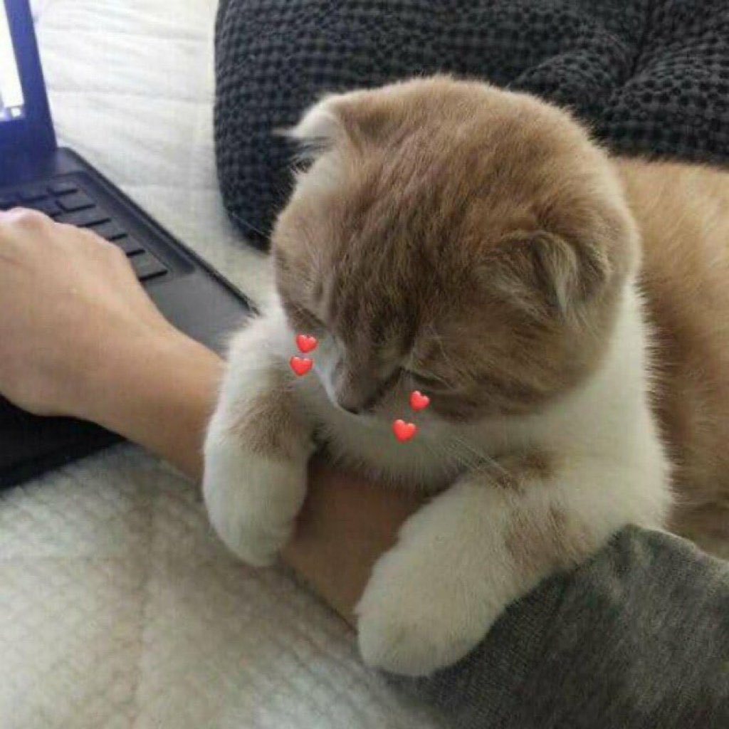 senimonn's tweet photo. @mochi_aline 💖💕💖💕💕💕💕💕💕 https://t.co/AQRD5Ci2c0