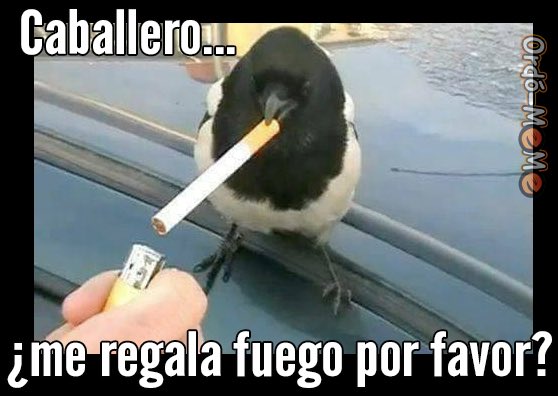 MarcoSpiller2's tweet photo. @dieggooooollll https://t.co/SOyeTZ5r0a