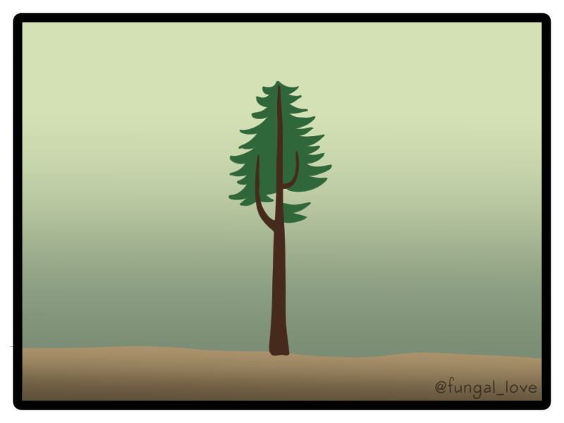 Her reiterations are clones - little copies of herself. She adds more as she grows taller, in response to newly-available sunlight.