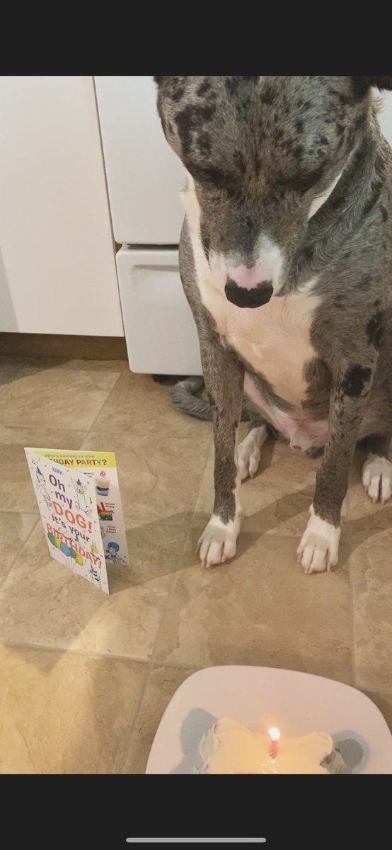Alex_pitcher's tweet photo. Today you turned three, so we woke up late and ate some peanut butter cake. We cuddled and watched Disney while mama worked, and even had a cheese burger for lunch. Then we set out on your favorite trail and shared a popsicle. Days like this with you are my favorite🐾 https://t.co/lP3UkJKdHP