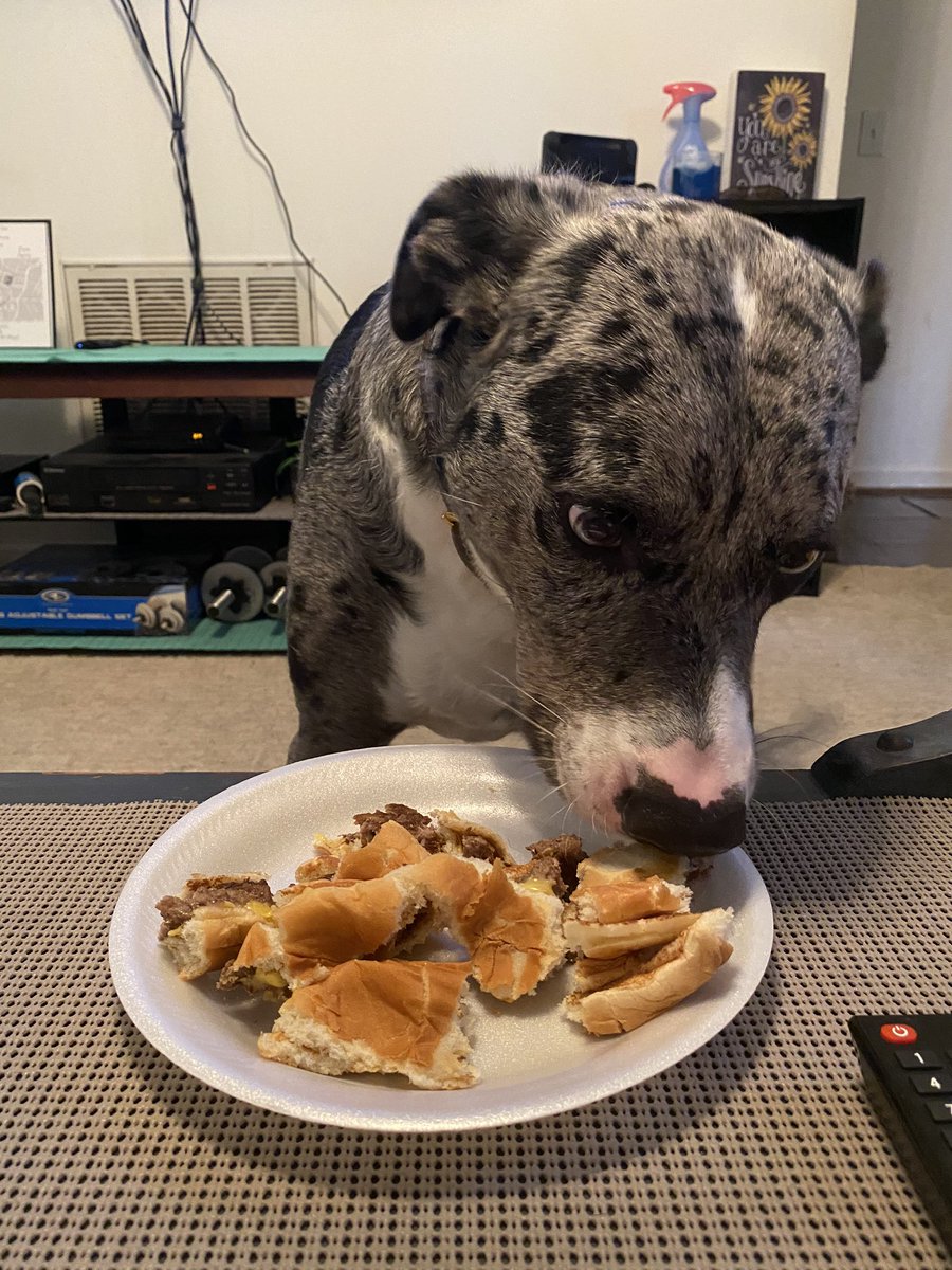 Alex_pitcher's tweet photo. Today you turned three, so we woke up late and ate some peanut butter cake. We cuddled and watched Disney while mama worked, and even had a cheese burger for lunch. Then we set out on your favorite trail and shared a popsicle. Days like this with you are my favorite🐾 https://t.co/lP3UkJKdHP