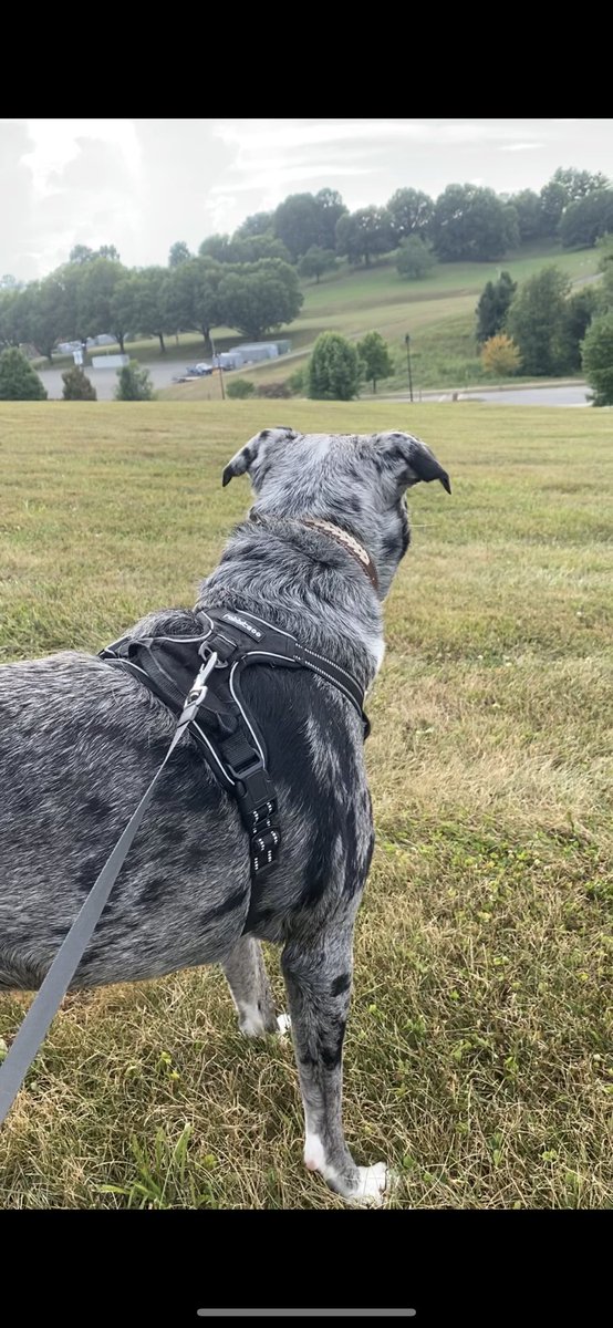 Alex_pitcher's tweet photo. Today you turned three, so we woke up late and ate some peanut butter cake. We cuddled and watched Disney while mama worked, and even had a cheese burger for lunch. Then we set out on your favorite trail and shared a popsicle. Days like this with you are my favorite🐾 https://t.co/lP3UkJKdHP