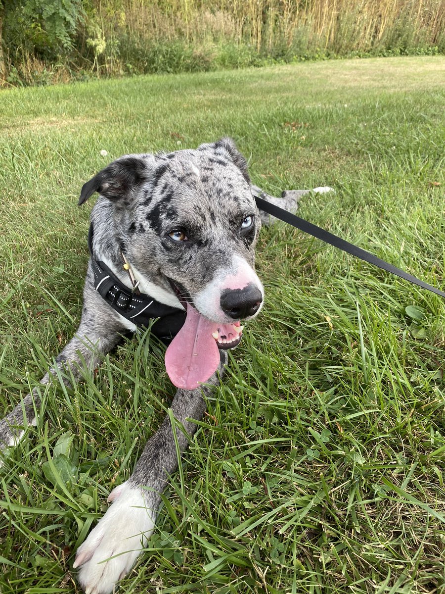 Alex_pitcher's tweet photo. Today you turned three, so we woke up late and ate some peanut butter cake. We cuddled and watched Disney while mama worked, and even had a cheese burger for lunch. Then we set out on your favorite trail and shared a popsicle. Days like this with you are my favorite🐾 https://t.co/lP3UkJKdHP
