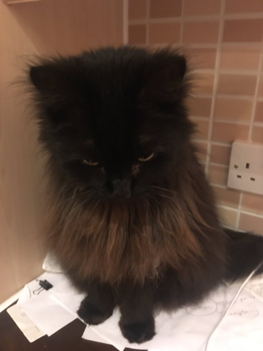 Mlle_LeVell's tweet photo. βGo & sit on that work tip and just think about your behaviour!β π
#blackcat #notawitch #minilion #blackcatmagic #blacklion https://t.co/jnasBRTzq0