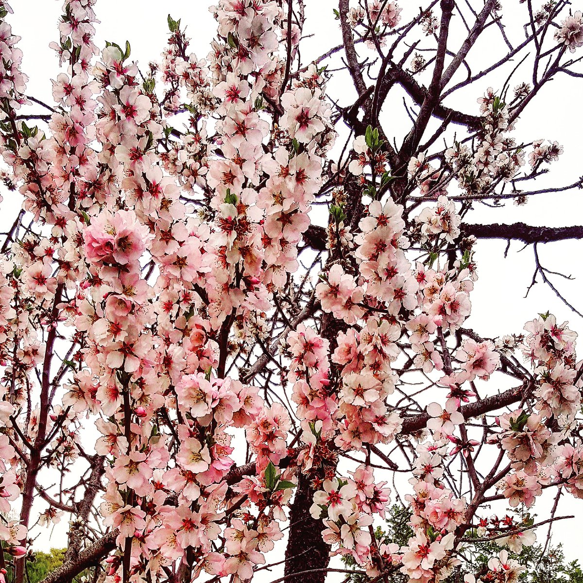 sahermithome's tweet photo. Neighbourhood comes to life with almond blossoms. 😁 https://t.co/qq6t9vHA9D