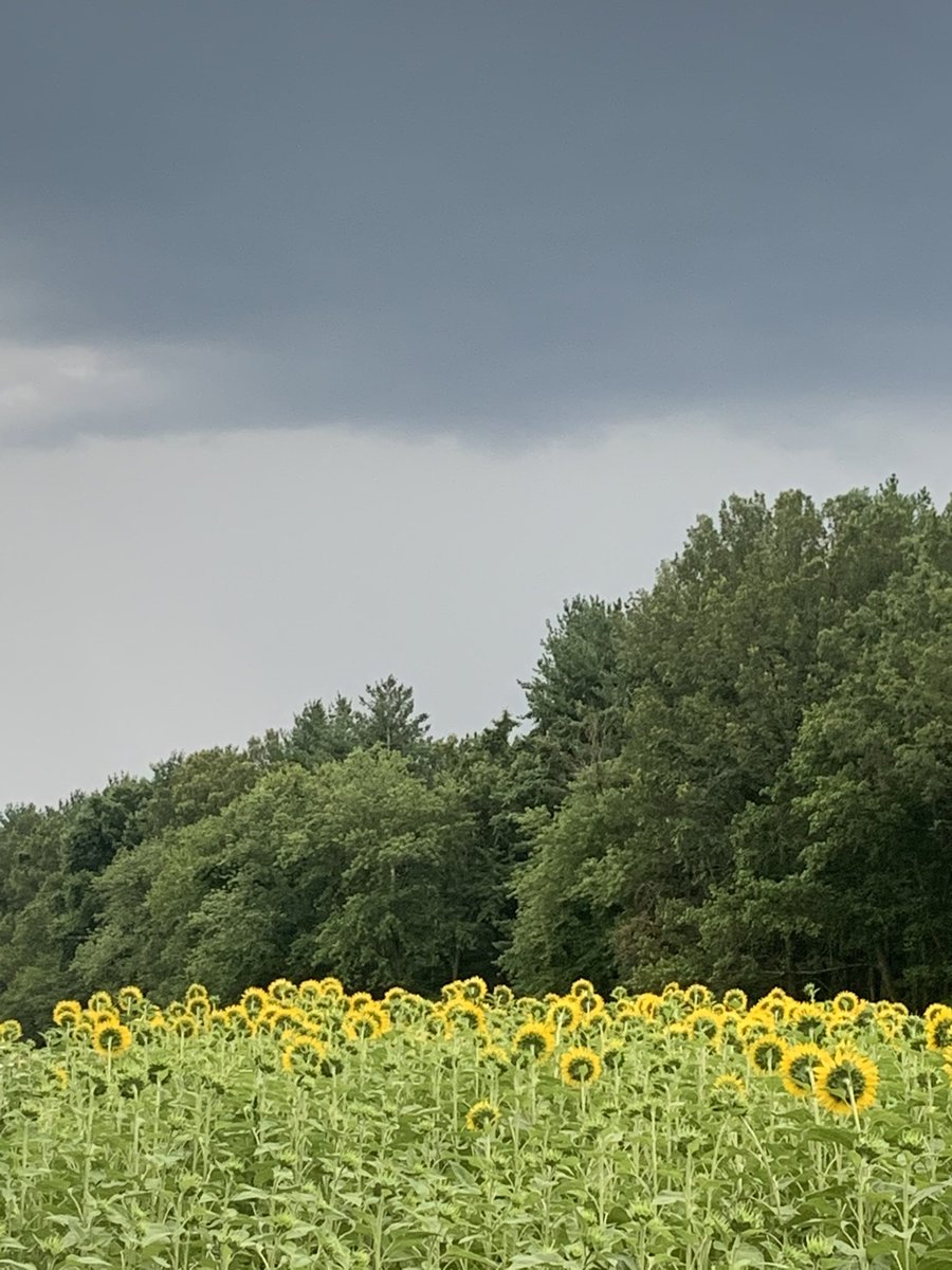 JulieParkerComm's tweet photo. Racing for the sunflower photo sesh before the storms get us! #SmileFAST 📸 🌻 ⛈ https://t.co/NxlRAMXReL