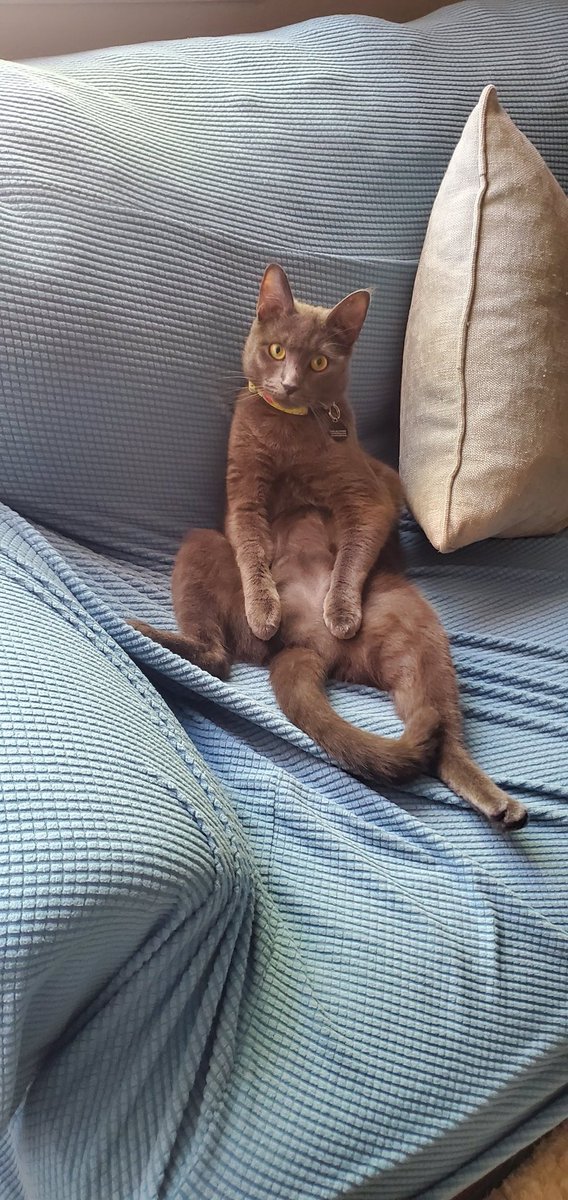 I'm surprised people are still following this account but I likely won't do much with it in the future, here's some recent pics of River to make up for it lol, shes a little over one year old now!