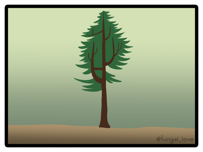 Reiterations may grow out of branches or on other reiterations. The tree may also grow stabilizing horizontal branches that connect reiterations to the trunk. Old Coast Redwoods may have dozens or even hundreds of reiterations - the known record is over 700 on a single tree!