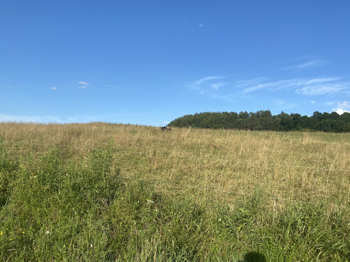 Bigger context is understanding the tradeoff of CH4/benefits of ruminants. They allow us to access solar energy locked in cellulose, the most abundant organic compound on earth. Without them (or rather, their microbes) there’s no way to produce food from a landscape like this: