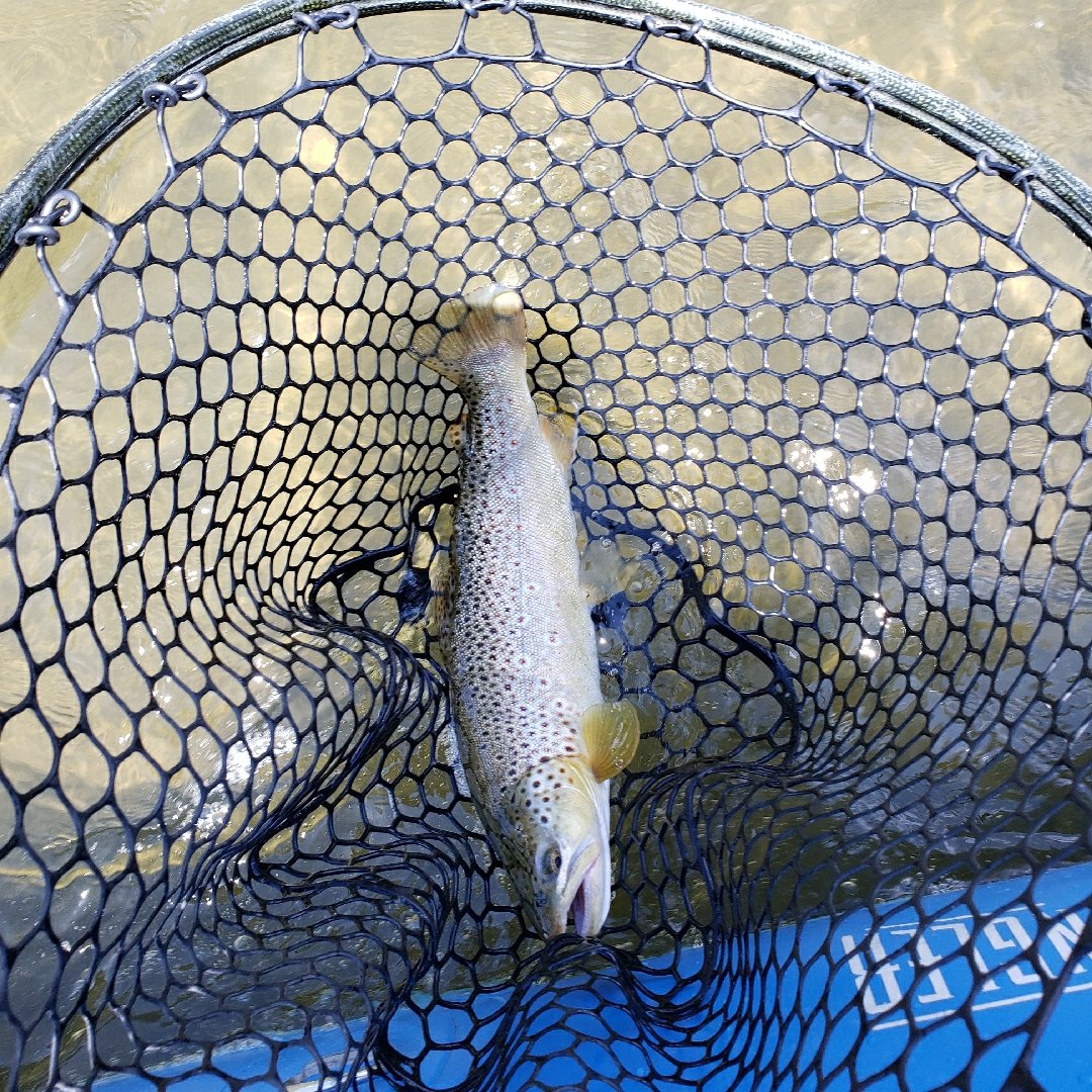 actionangler's tweet photo. Happy clients. #blackcanyon  #gunnisonriver  #gunnisongorge  #blackcanyonanglers #coloradoflyfishing #flyfishing #nature #outdoors #rossreels #scottrods #heedthecall #builtforthewild  #astral #smithoptics #hysideinflatables #chacosandals #coloradolife https://t.co/A4QeNfADdV