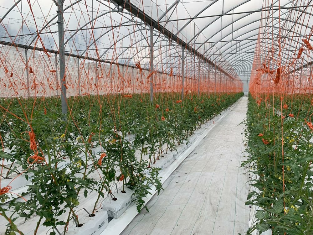 Director ISA CHIRIQUI Eliecer Aparicio visita empresa 💯% chiricana GREEN PEPPERS S.A.  dedicada a producir en invernadero cn tegnologia hidroponica  🍅 🌶 Y PIMENTON d ⬆️calidad ,  EN VOLCACITO, BOQUETE.  Perfilandose potencial cliente  ISA.
🤝 Ing. Karim Gozaine x  atención.