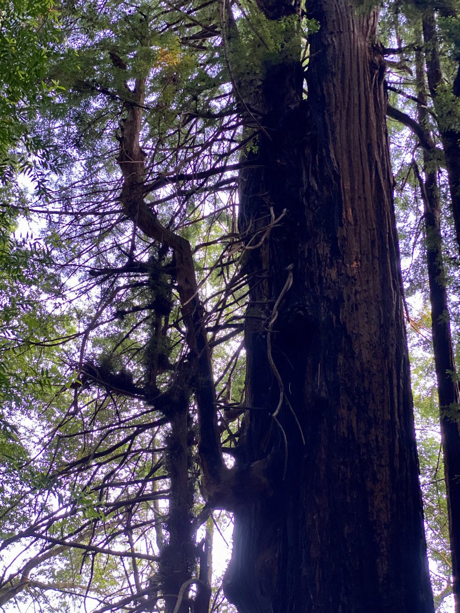 Reiterations in the canopy can be difficult to see and even more difficult to photograph, since they're often obscured by surrounding branches and foliage. This Coast Redwood at  #RoysRedwoods has a reiteration with a stabilizing branch connected to the trunk.
