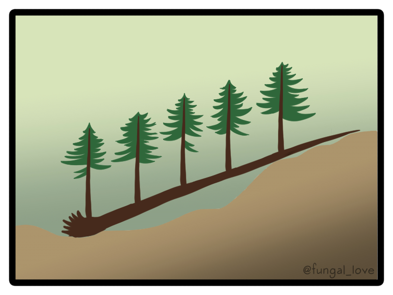 What if the trunk doesn't break, but the whole tree falls over? Coast Redwoods can keep on keepin' on by growing new reiterations vertically from the trunk!
