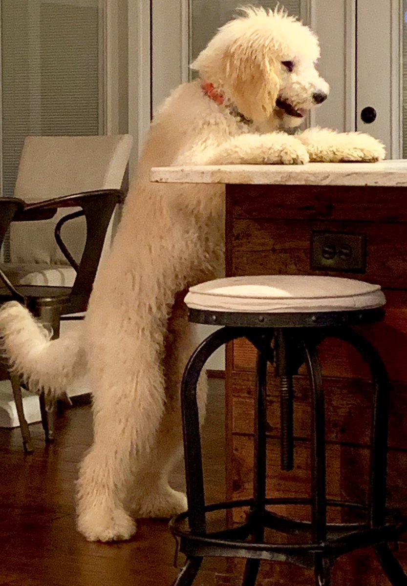 JasonJonesLives's tweet photo. We miss the fun @msuspartner celebration events. Carter is already ordering a drink :) 
#MSInspire #MSInspire2020 #PetsofMSInspire https://t.co/CMnu7O9VfH