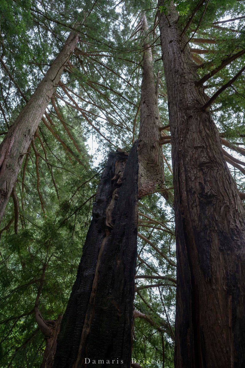 Here are a couple of trees at  #RoysRedwoods that have broken and are growing a new crown from a reiteration.