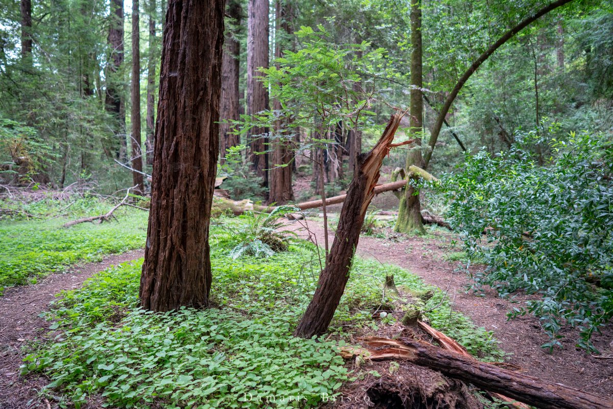 Here are a couple of trees at  #RoysRedwoods that have broken and are growing a new crown from a reiteration.