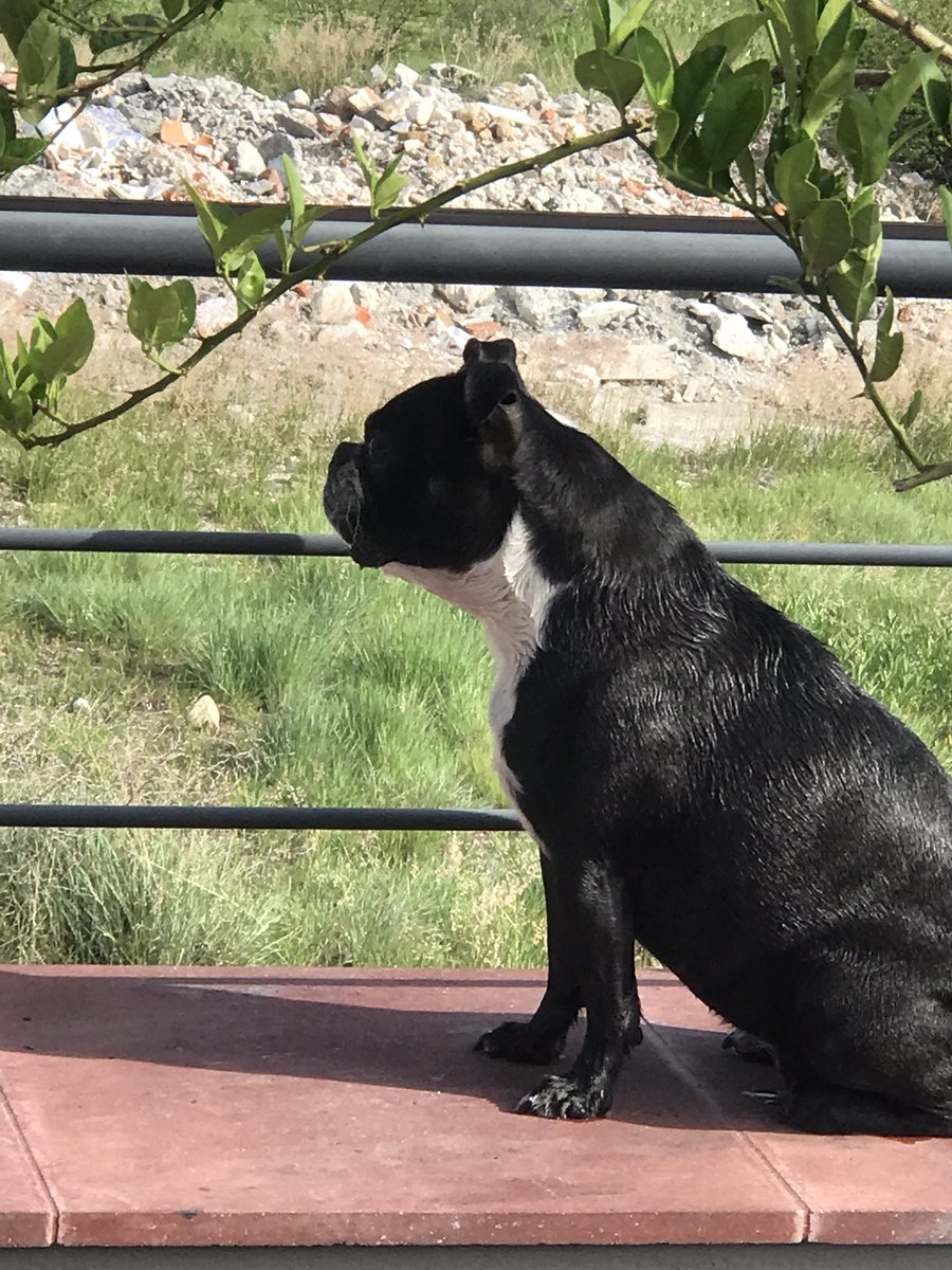 Denise Dresser tweet media