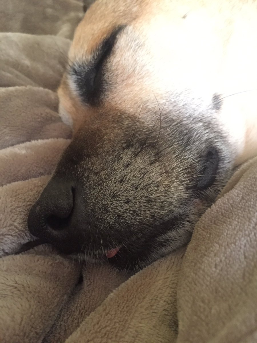 CryptoNature's tweet photo. This is my dog Atticus. Sometimes the tip of his tongue pokes out when he sleeps. Please tell me something equally important about your pet. Pics appreciated. https://t.co/uaz0LZXbRK