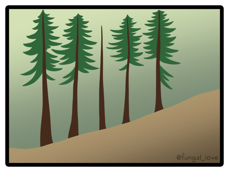 Over time, as leaf litter and silt accumulate, the ground level rises to the base of the new trunks, covering the old one. Less-healthy trunks die back, and the thriving reiterations grow their own root systems.
