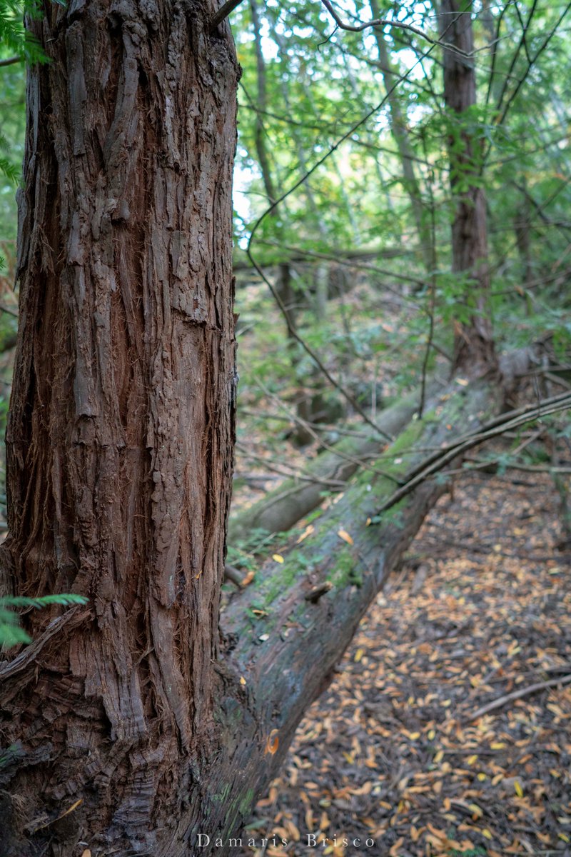 That's the case with this tree at  #RoysRedwoods, which is growing three new trunks from the old one that was knocked down in a storm. Coast Redwoods are so good at this, they can sprout a new trunk from just a fallen branch (as long as it's lodged in the soil.)
