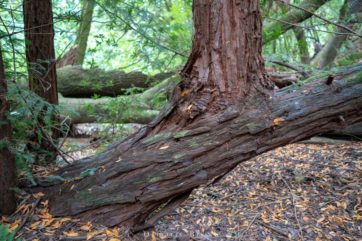 That's the case with this tree at  #RoysRedwoods, which is growing three new trunks from the old one that was knocked down in a storm. Coast Redwoods are so good at this, they can sprout a new trunk from just a fallen branch (as long as it's lodged in the soil.)